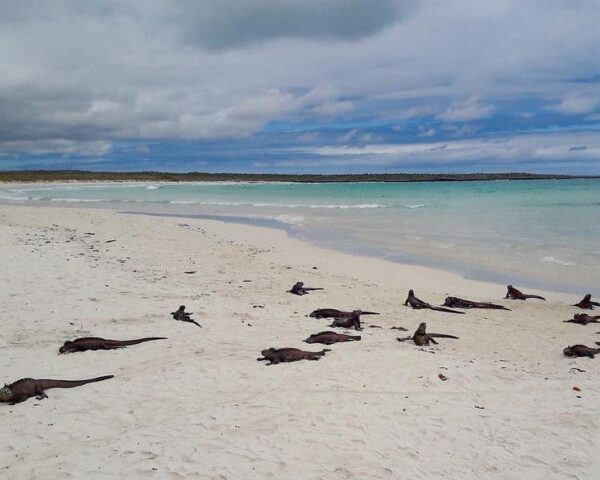 Reiseangebote Tortuga Bay, The Galápagos Islands
