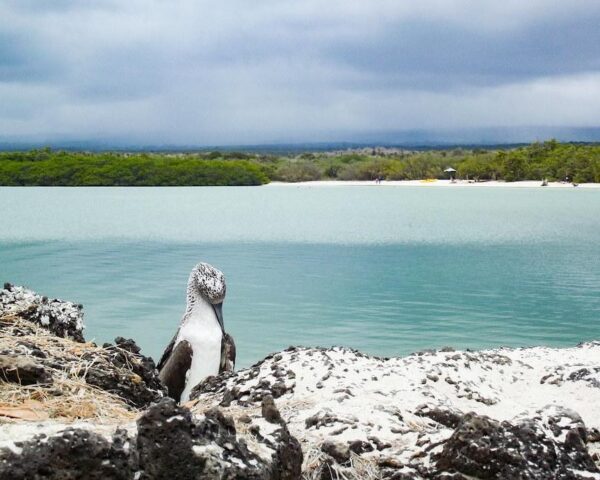 Tortuga Bay