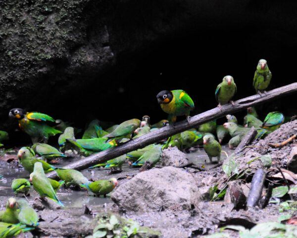 Reiseangebote Yasuni National Park