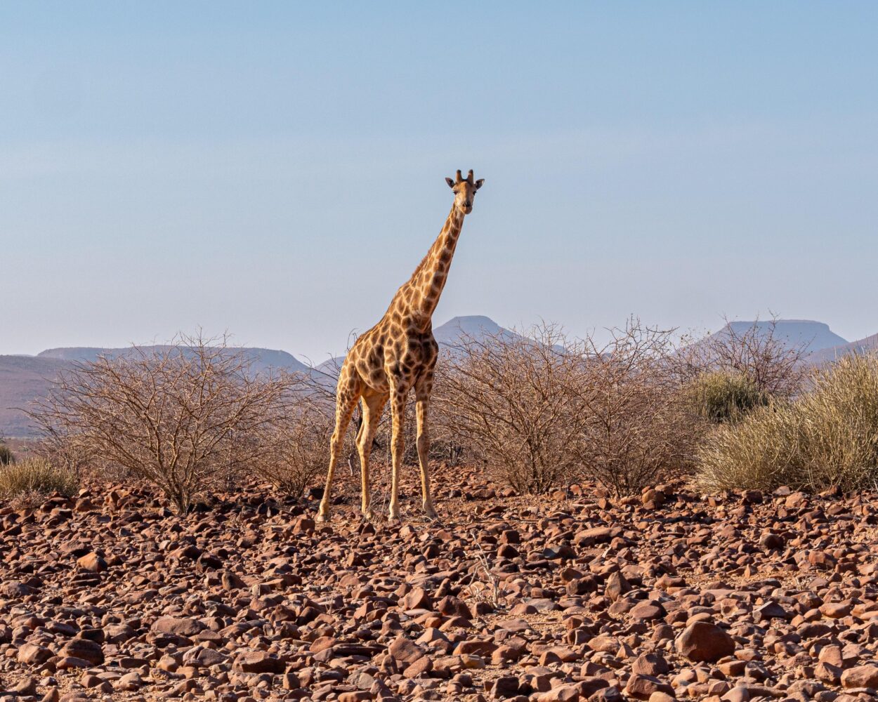 Rundreise & Safari "Faszination Namibia" + Baden Südafrika Hintergrundbild