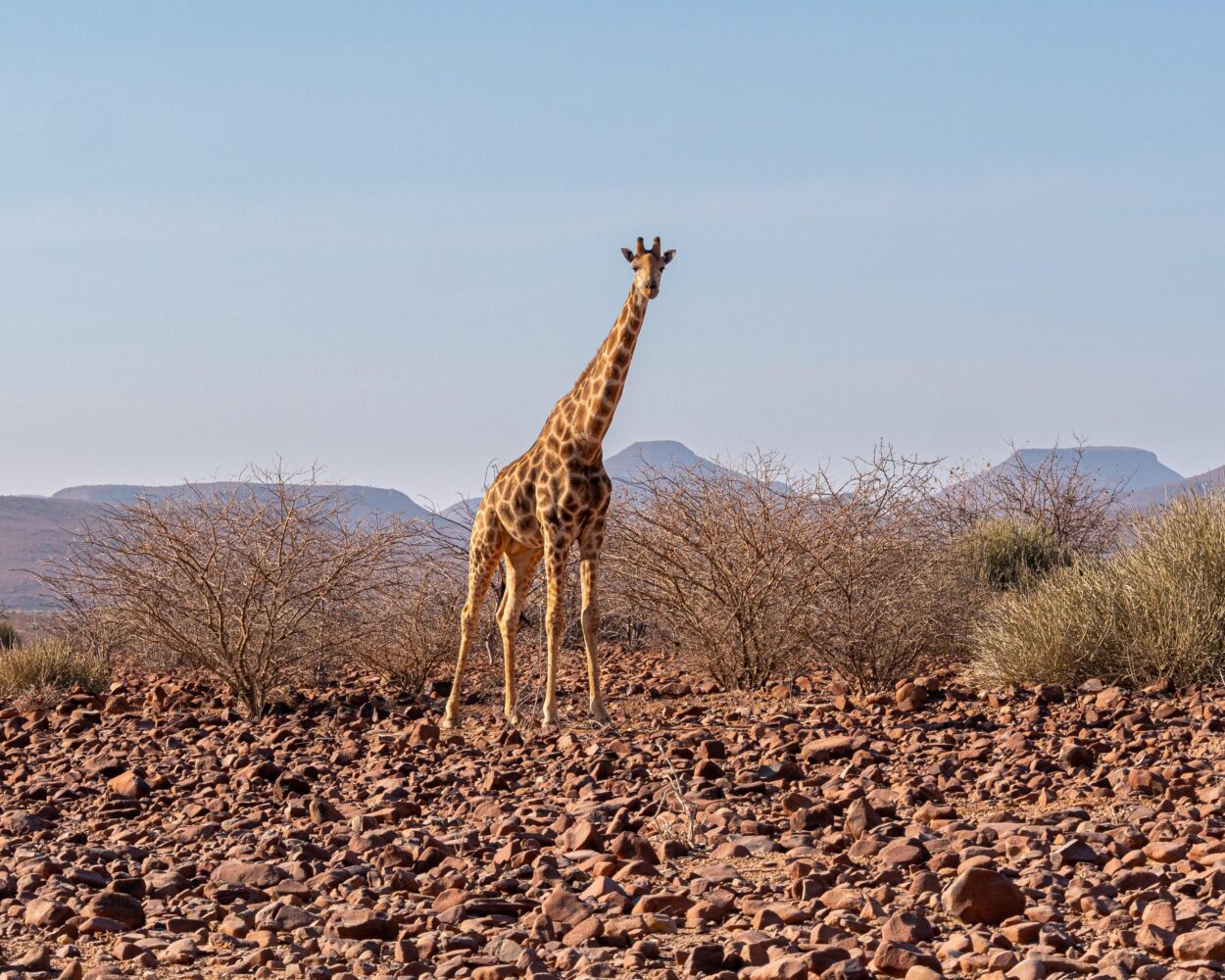 Rundreise & Safari "Faszination Namibia" + Baden Südafrika Hintergrundbild Rundreise & Safari "Faszination Namibia" + Baden Südafrika Hintergrundbild