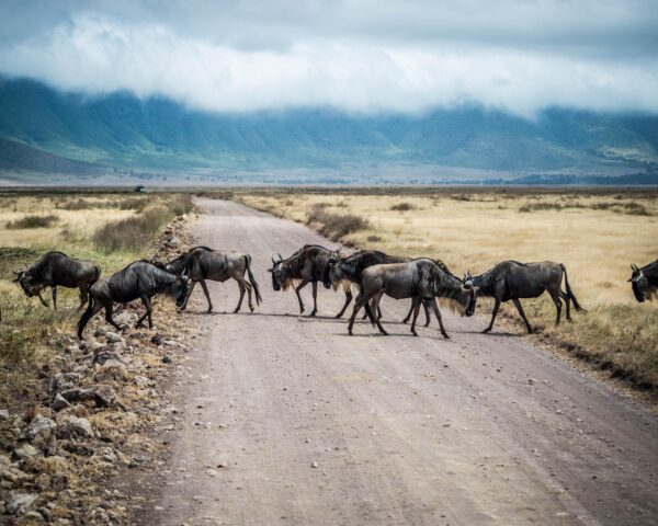 Selous Wildreservat Safari (inkl. Flug ab/bis Sansibar)