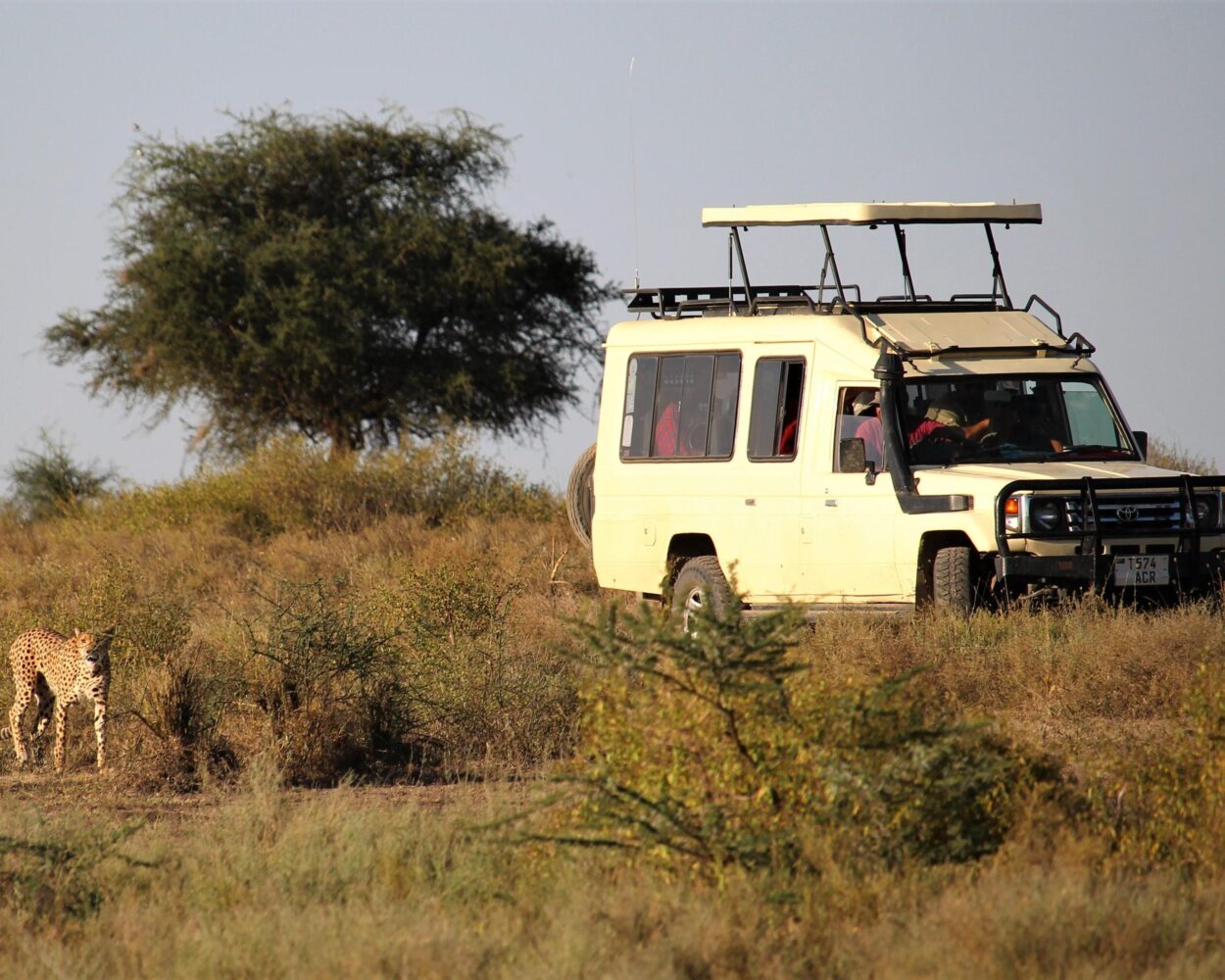 Serengeti Safari (inkl. Flug ab/bis Sansibar) Hintergrundbild