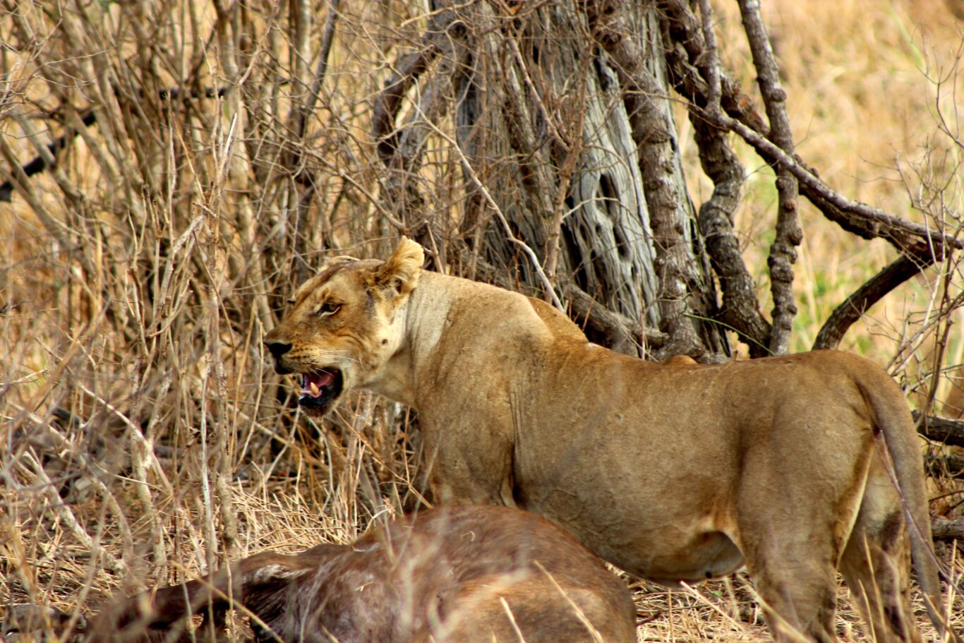 Safari in Tansania (Mikumi & Ruaha) & Baden Ras Al Khaimah Hintergrundbild Safari in Tansania (Mikumi & Ruaha) & Baden Ras Al Khaimah Hintergrundbild
