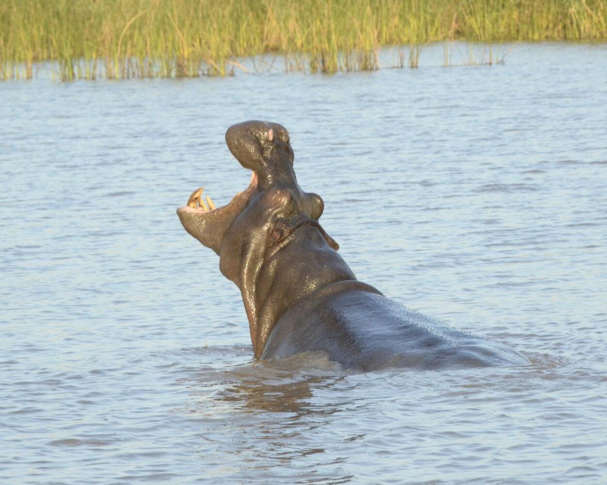 Rundreise und Safari "Südafrikas Wildparks" & Baden auf Mauritius Hintergrundbild