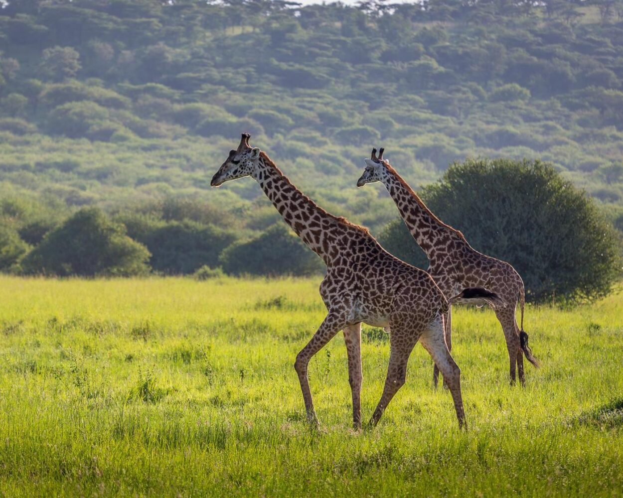 Safari in der Serengeti & Baden in Kenia Hintergrundbild Safari in der Serengeti & Baden in Kenia Hintergrundbild