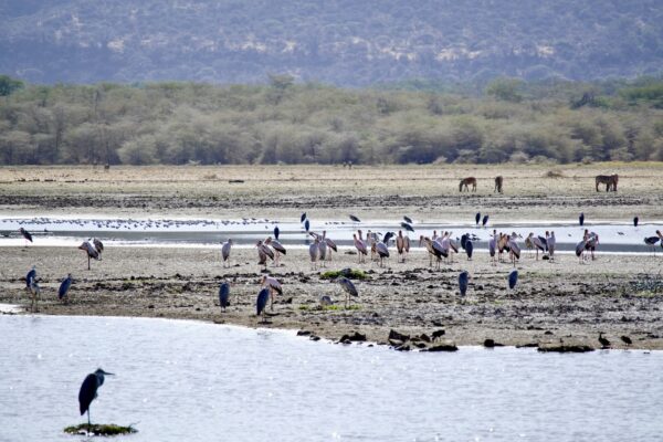 Lake Manyara Nationalpark