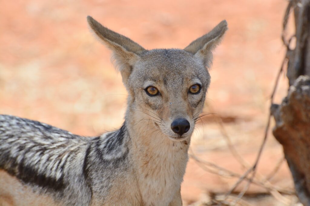 Ruaha National Park, Iringa, Tanzania