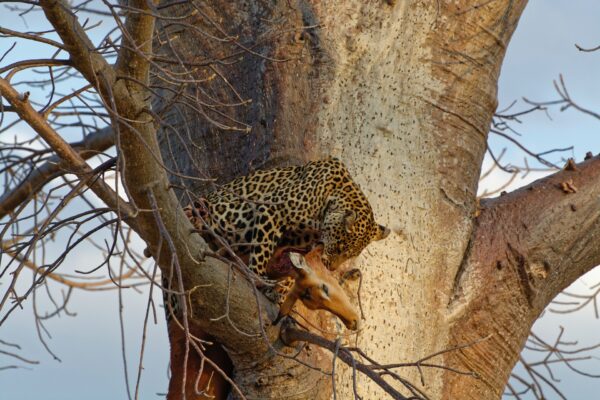 Ruaha Nationalpark