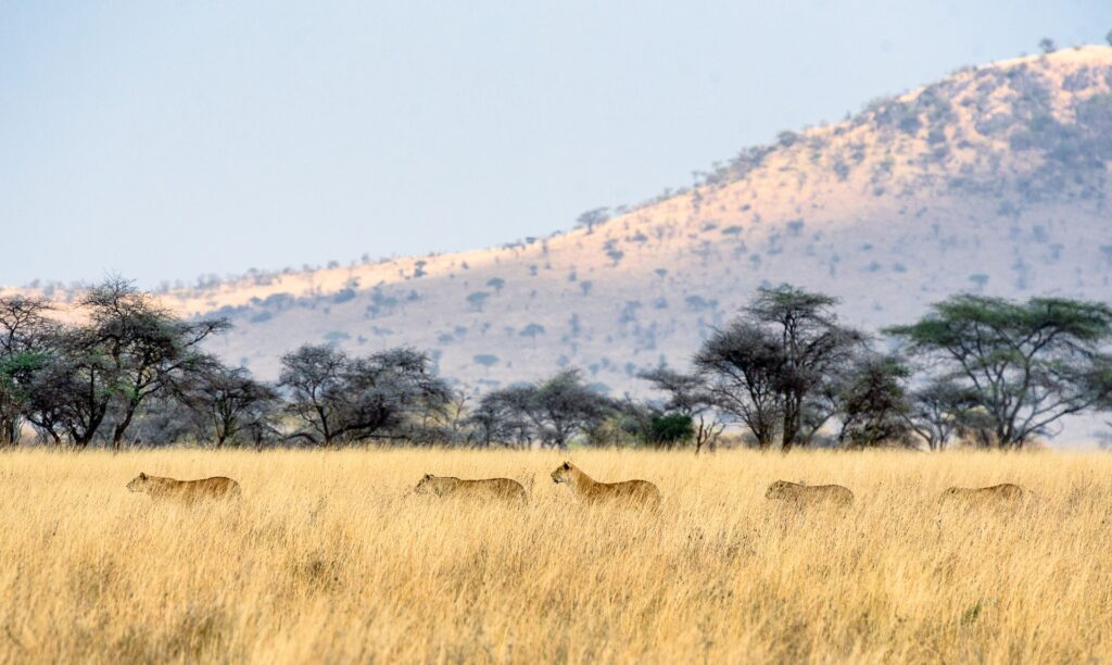 Serengeti Nationalpark, Tansania