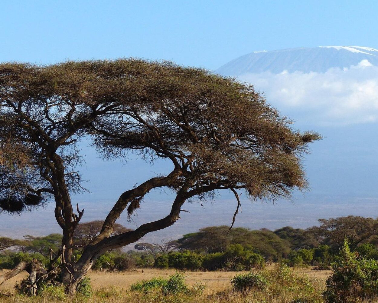 Gruppentour "Kilimandscharo Besteigung" Marangu Route Hintergrundbild