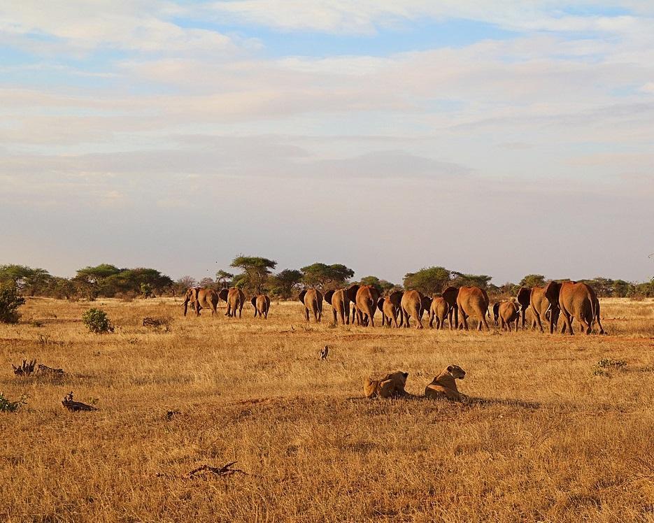 Kenia - Safari & Baden Hintergrundbild Kenia - Safari & Baden Hintergrundbild