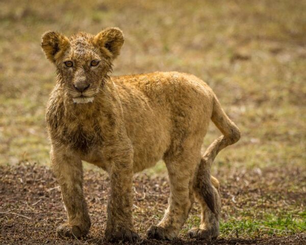 Kilimanjaro Besteigung, 1 Woche Safari & Baden auf Sansibar