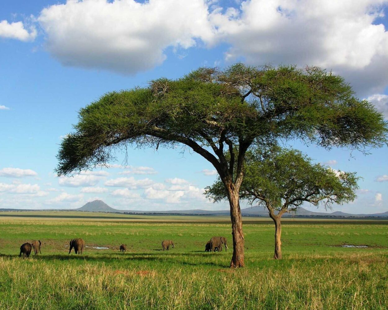 Nationalpark-Tour mit Safari & Wasserfall (ab/bis Sansibar) Hintergrundbild Nationalpark-Tour mit Safari & Wasserfall (ab/bis Sansibar) Hintergrundbild