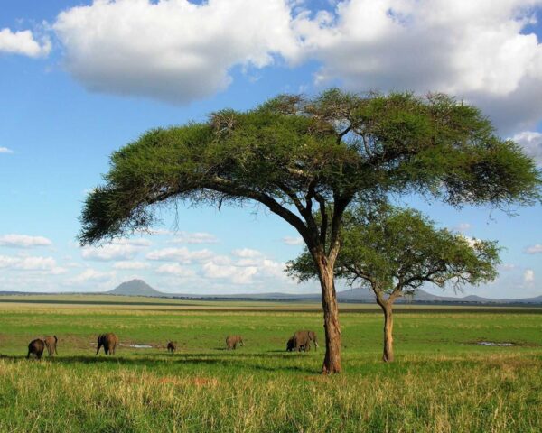 Nationalpark-Tour mit Safari & Wasserfall (ab/bis Sansibar)