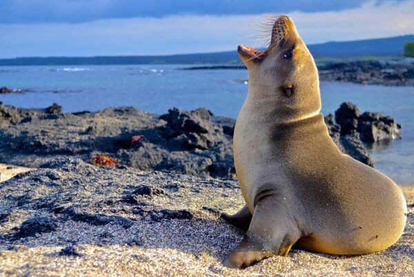 Abenteuer Ecuador: Quito inkl. Cotopaxi, Amazonas Kreuzfahrt, Galapagos & Guayaquil (inkl. Ausflüge)