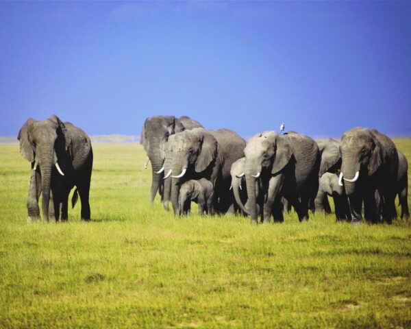 Reiseangebote Serengeti (Tanzania)