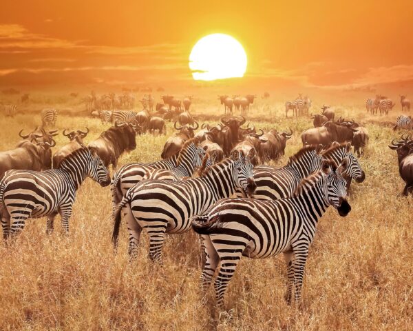 Reiseangebote Serengeti (Tanzania)