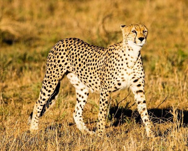 Reiseangebote Seronera (Serengeti)