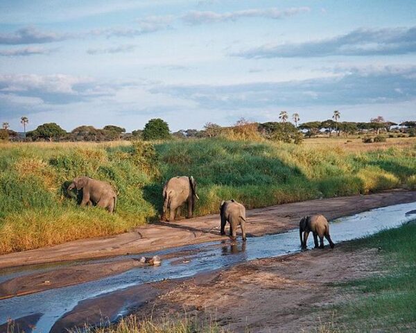 Reiseangebote Tarangire National Park