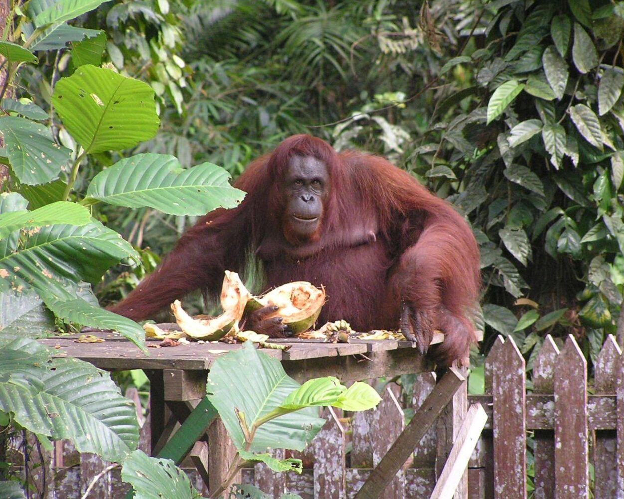 Rundreise "Borneos Geheimnisse", Kuala Lumpur & Baden Phuket Hintergrundbild Rundreise "Borneos Geheimnisse", Kuala Lumpur & Baden Phuket Hintergrundbild