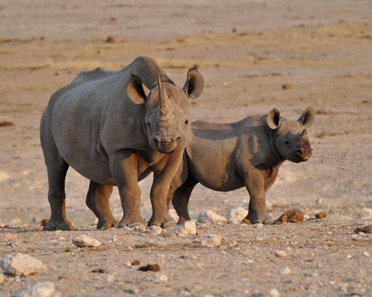 Rundreise inkl. Safari - "Entdeckungsreise Namibia" (inkl. Fluganreise) Hintergrundbild