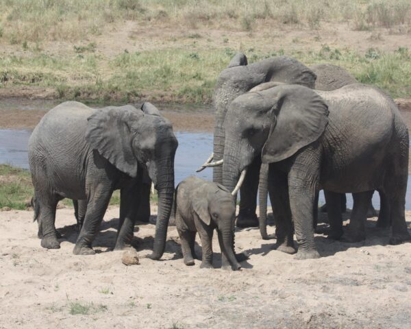 Safari "Mini Tansania" & Baden auf Sansibar