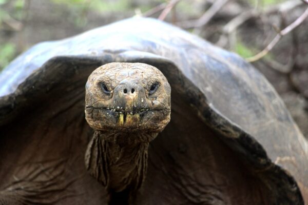 Mietwagenrundreise, Galapagos Yacht-Kreuzfahrt & Guayaquil