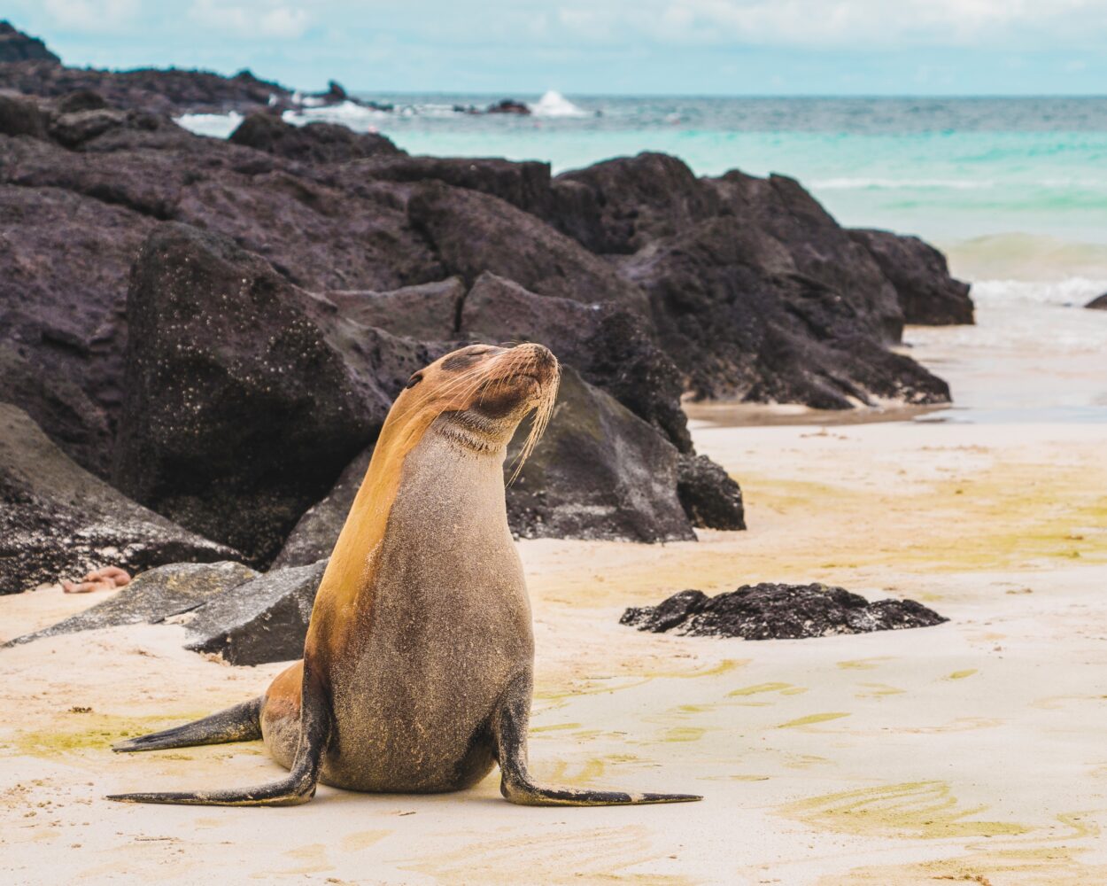 Expeditionskreuzfahrt Galapagos "West" Hintergrundbild