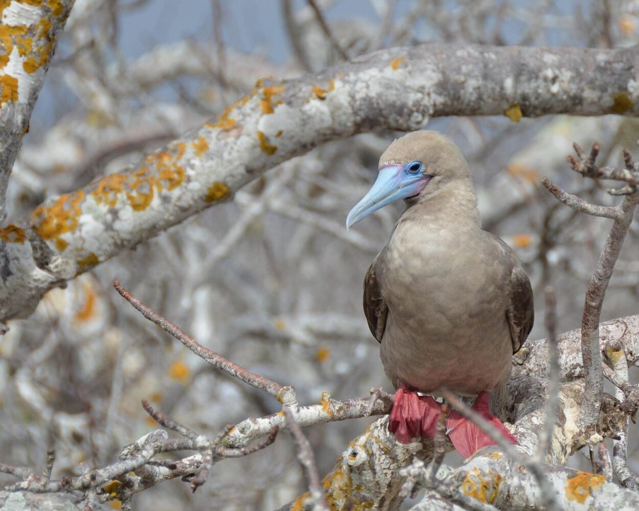 Ecuador mit dem Mietwagen & Galapagos Legend "Nord-Zentral" Hintergrundbild Ecuador mit dem Mietwagen & Galapagos Legend "Nord-Zentral" Hintergrundbild