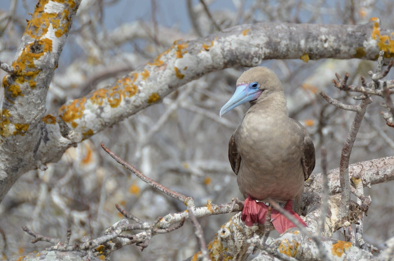 Expeditionskreuzfahrt Galapagos "Süd" Hintergrundbild