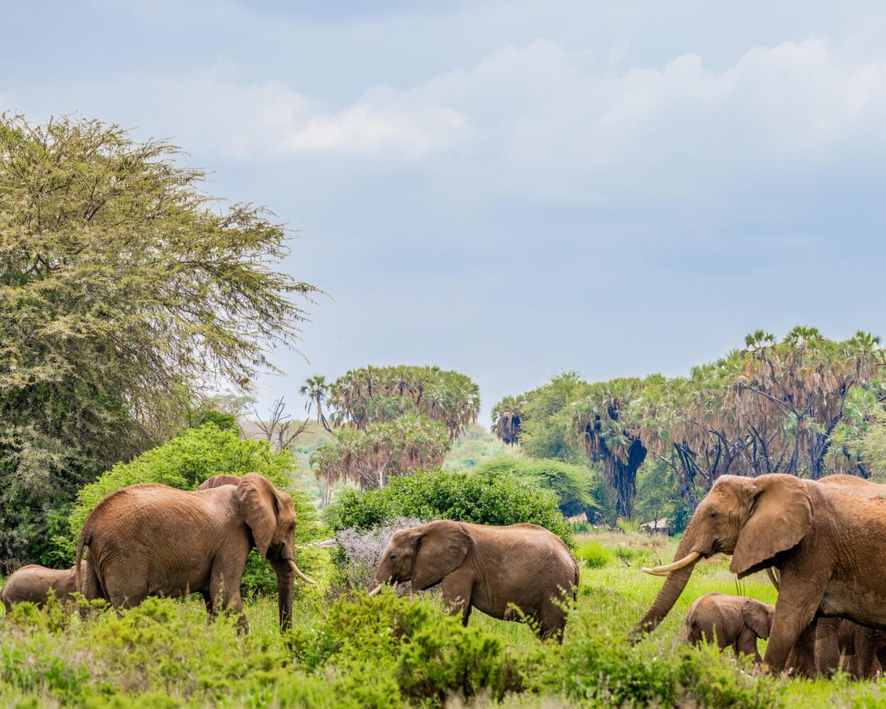 Große Kenia Safari & Baden Malindi Hintergrundbild