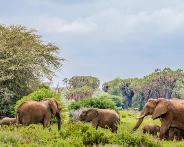 Große Kenia Safari & Baden Malindi