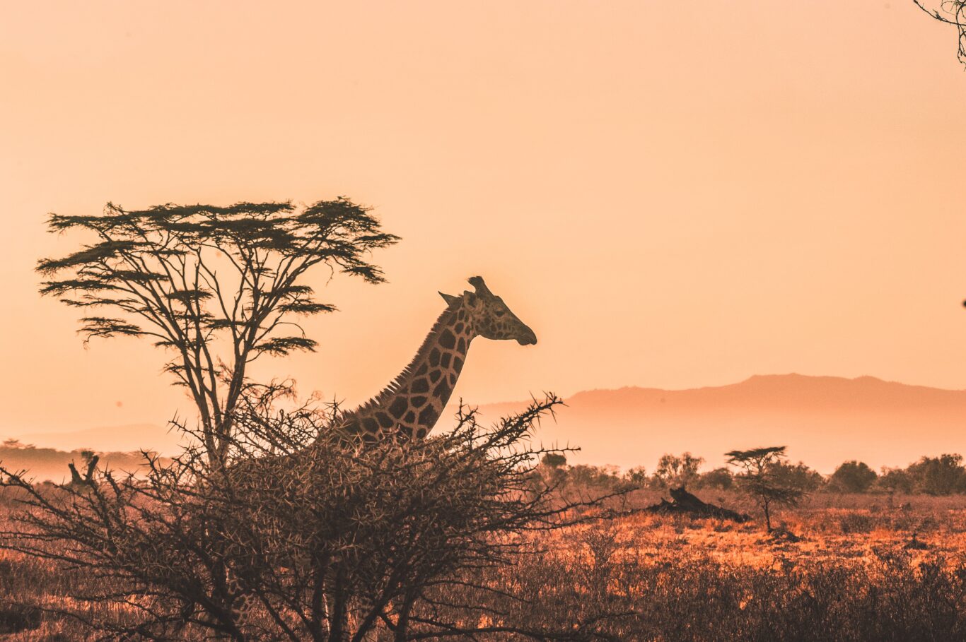 Safari in Mombasa und in Nairobi & Baden auf Mauritius Hintergrundbild