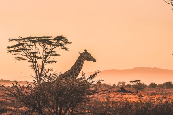 Bild für das Angebot: Safari in Mombasa und in Nairobi & Baden auf Mauritius