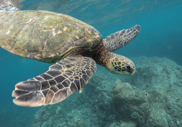 Expeditionskreuzfahrt Galapagos "Nord-Zentral"