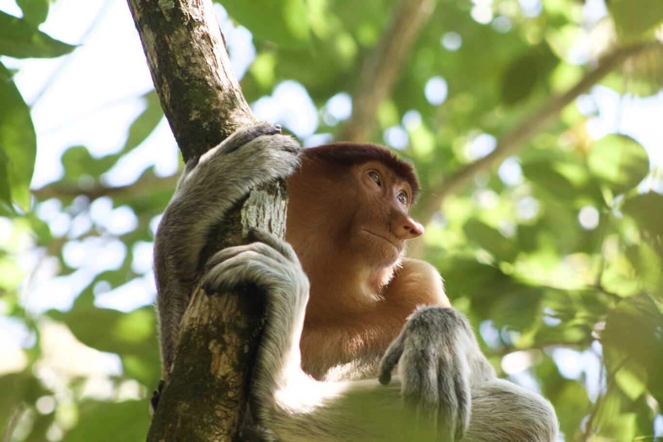 Kurztour "Borneo Explorer Safari" Hintergrundbild