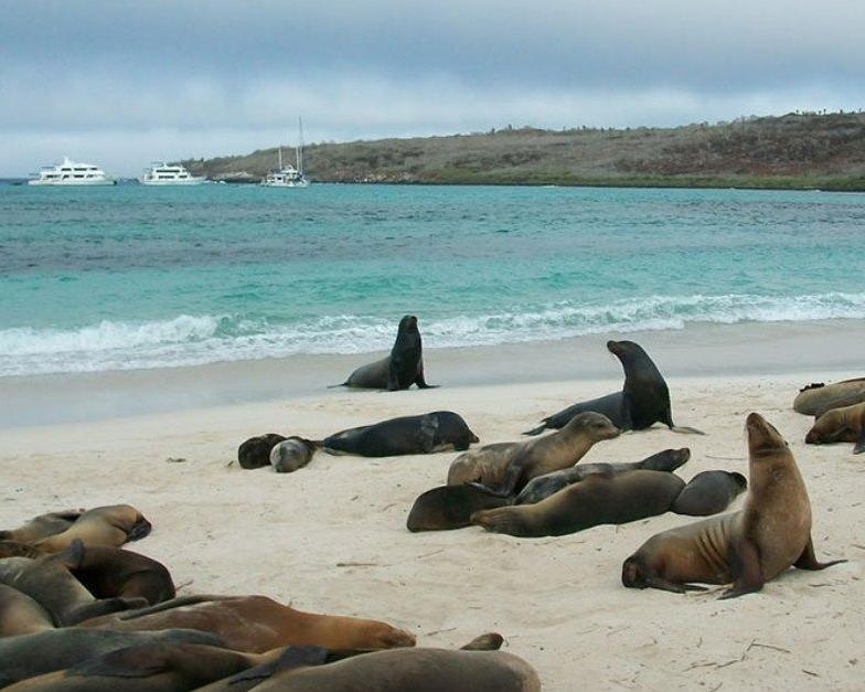 Quito & Kreuzfahrt auf der Galapagos Legend "West & Ost" Hintergrundbild Quito & Kreuzfahrt auf der Galapagos Legend "West & Ost" Hintergrundbild