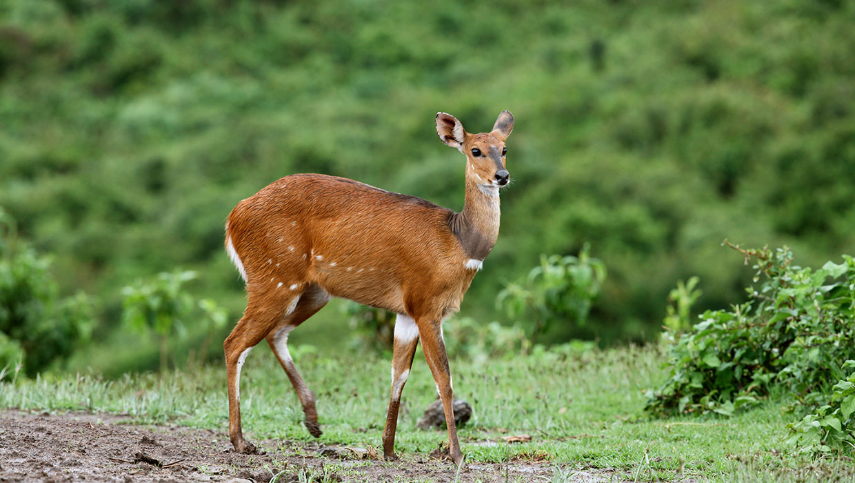 Impressionen der Wildnis Safari Hintergrundbild