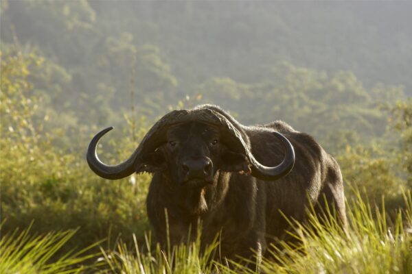 Aberdare National Park