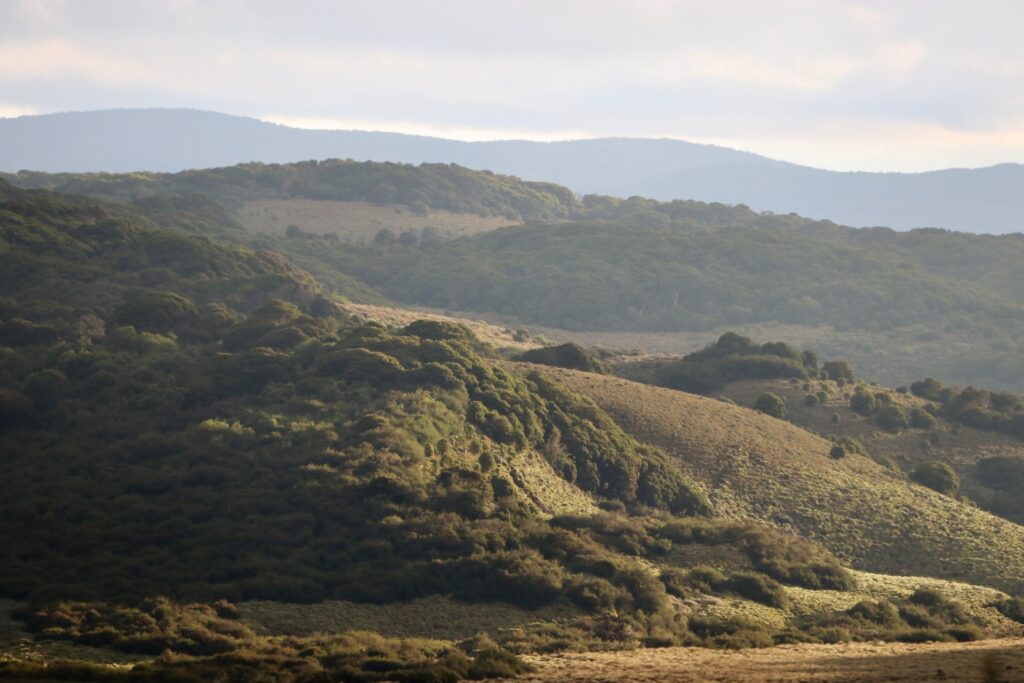 Aberdare Range, Kenya Aberdare Range, Kenya