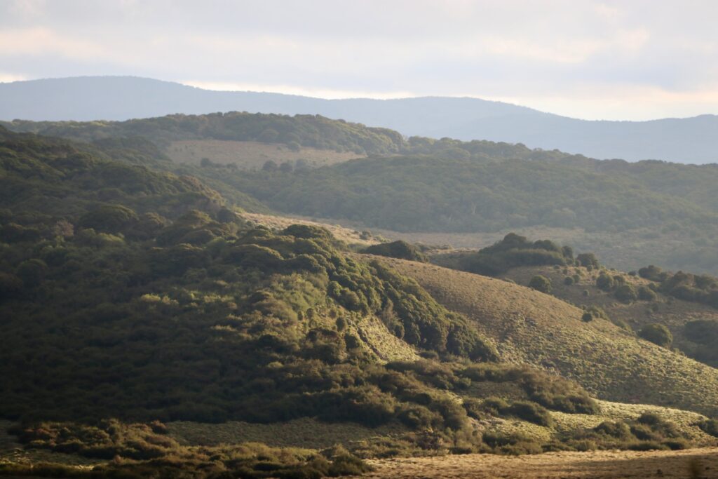 Aberdare Range, Kenya