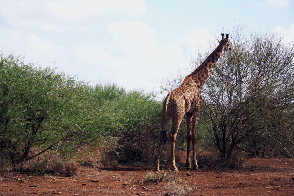 Amboseli National Park, Kenia