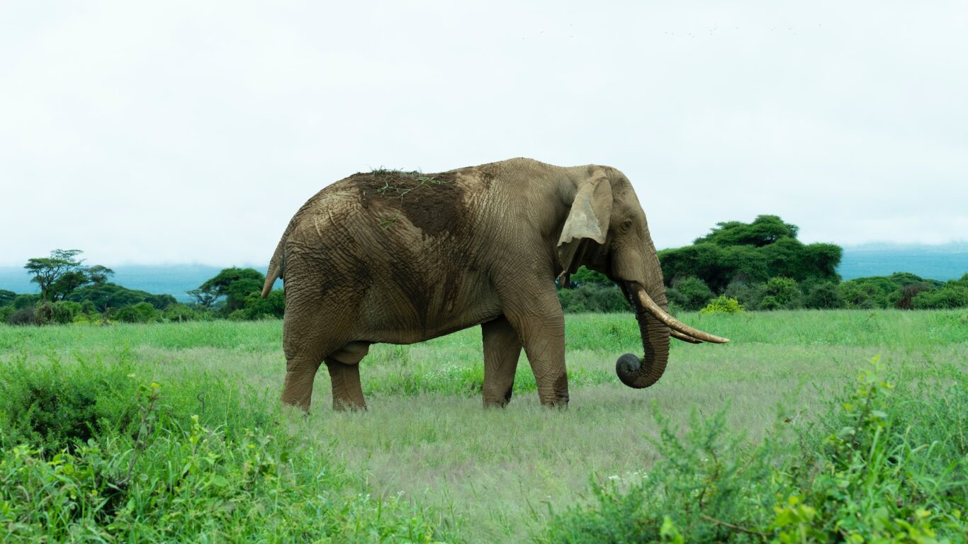 Amboseli National Park