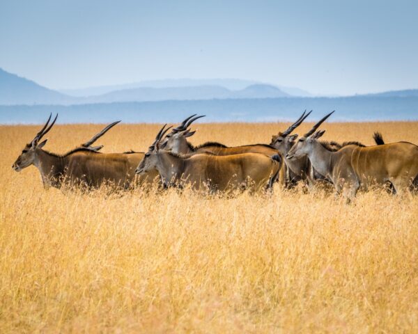 Masai Mara