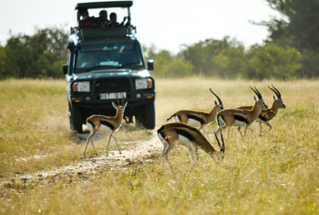 Maasai Mara Safari, Kenia