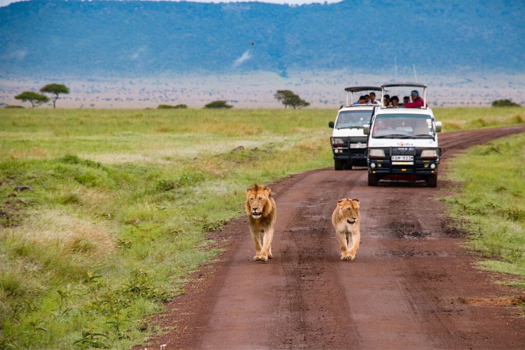 Massai Mara - Safari in Kenia