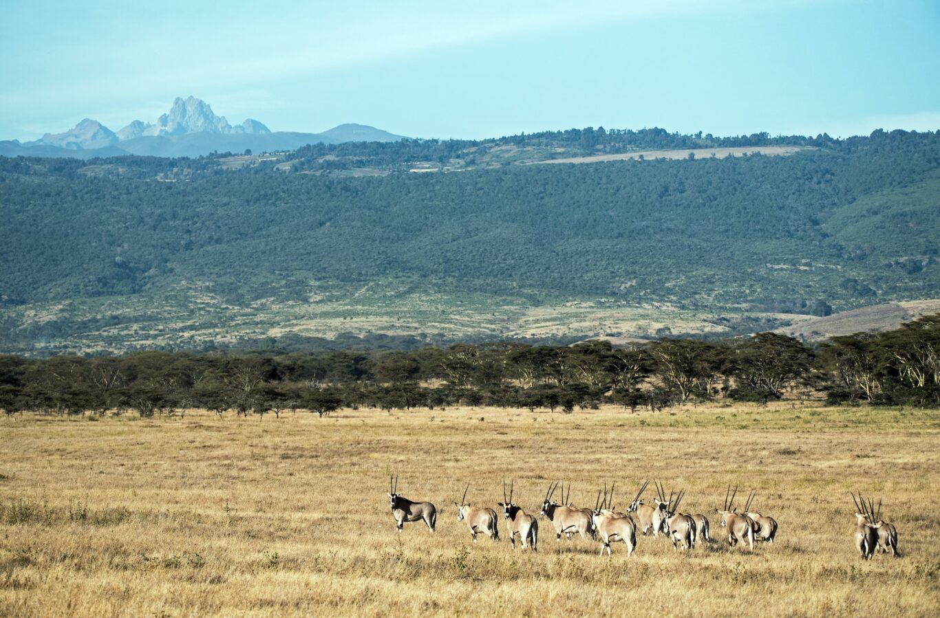 Mount Kenia Nationalpark