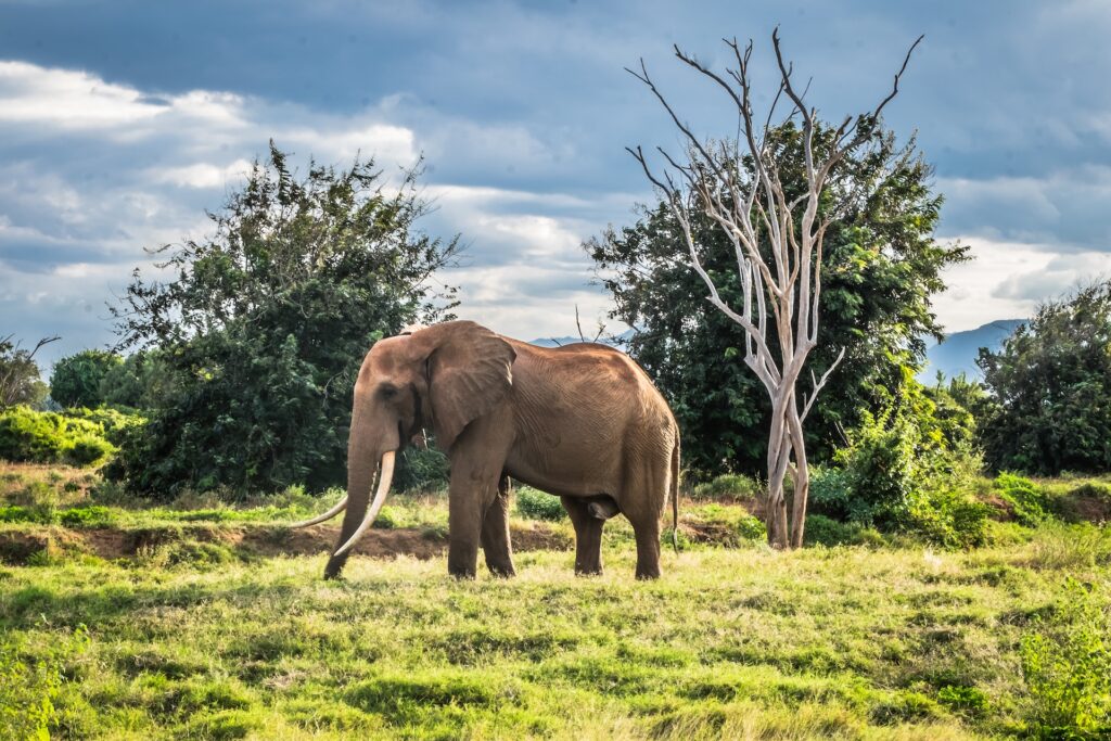 Tsavo East National Park, Tsavo, Kenia