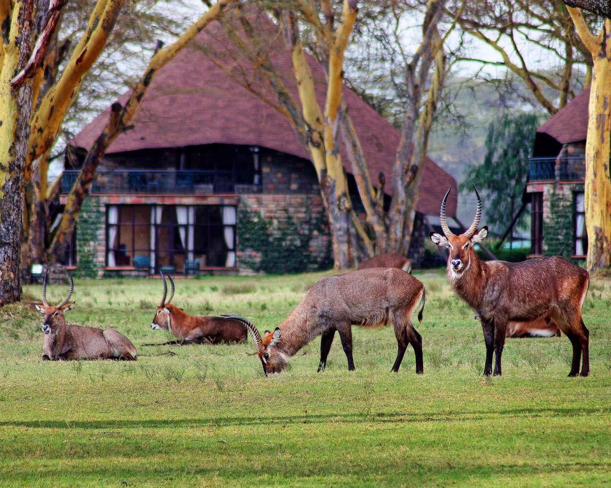"Große Kenia Road Safari" (inkl. Flüge) Hintergrundbild